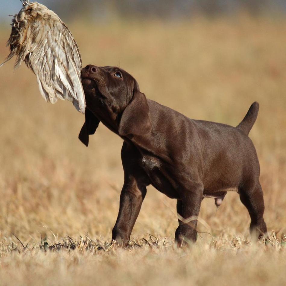 Blue line sales gun dogs