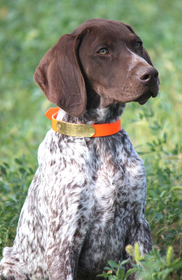 German shorthaired sales pointer breeders midwest